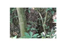 Tragopan filet de camouflage 3x3m réversible sous-bois automne / marron terre